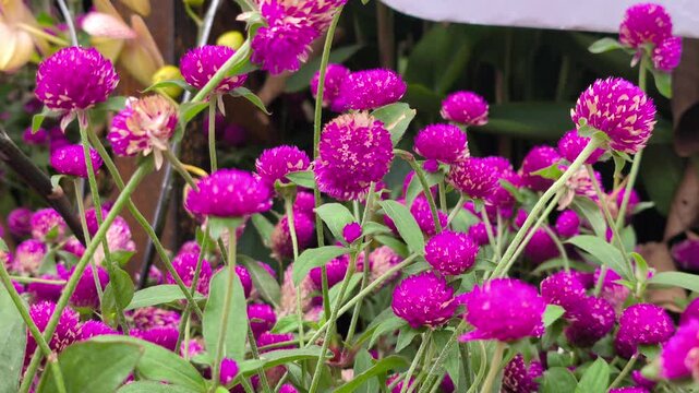 Dense planting of bright magenta Globe Amaranth flowers. Beautiful ornamental blooms pack the garden bed closely. Vibrant colors create a stunning natural pattern.