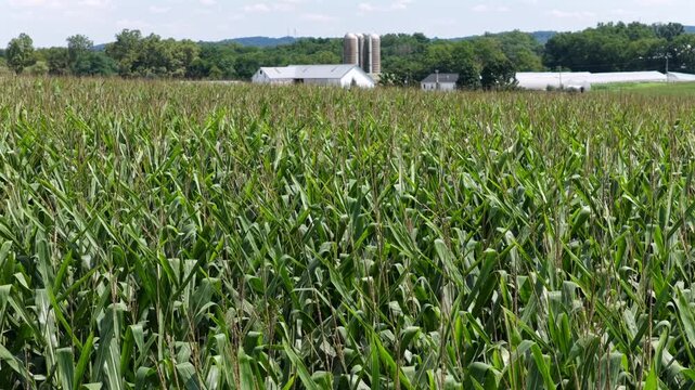 Dense green cornfield stretches toward white farmhouse and concrete grain silos in rural Pennsylvania, weathered barn and greenhouse structures sit beneath distant wooded hillside line. Aerial tilt up