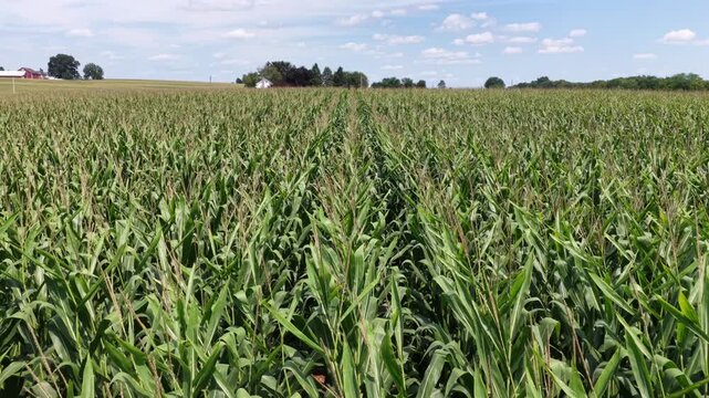 Corn rows stretch toward distant red barn and white farmhouse across Midwest cropland in the United States, scattered clouds drift above dense green stalks and tree line. Aerial drone flyover shot