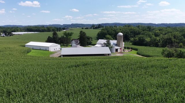 Grain silo rises beside white barn buildings surrounded by dense cornfield on rolling Pennsylvania farmland, wooded hills stretch beneath scattered clouds and summer sky. Aerial drone approaching shot