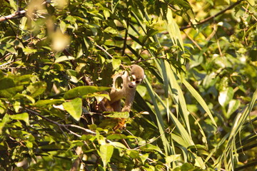 Ecuadorian squirrel monkey (Saimiri cassiquiarensis macrodon) in a tree in the Cuyabeno Wildlife Reserve, outside of Lago Agrio, Ecuador © Angela