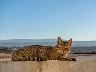 cat on the roof © Brian