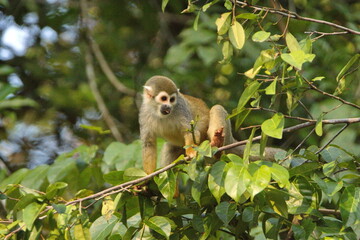 Ecuadorian squirrel monkey (Saimiri cassiquiarensis macrodon) in a tree in the Cuyabeno Wildlife Reserve, outside of Lago Agrio, Ecuador © Angela