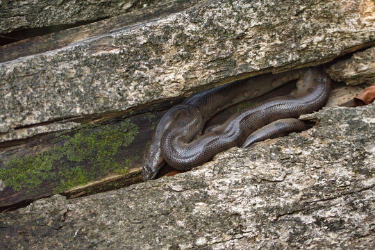 Green anaconda (Eunectes murinus) on a log in the Cuyabeno Wildlife Reserve, outside of Lago Agrio, Ecuador
