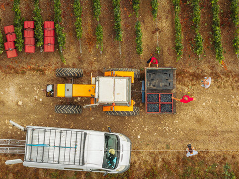 Aerial view of a tractor and van during the grape harvest season with workers loading crates of grapes in a vineyard in Barzy-sur-Marne, Hauts-de-France, France.