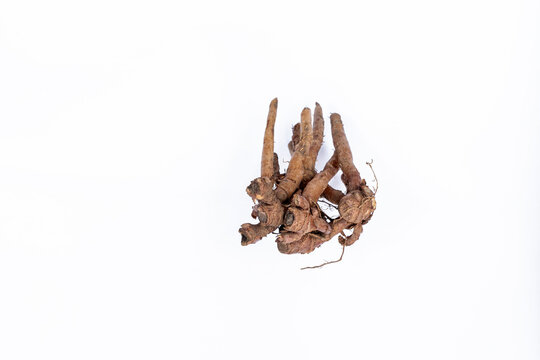 Fresh Fingerroot Rhizome (Boesenbergia Rotunda) Isolated on White Background, Asian Spice and Herbal Medicine Ingredient. Raw Temu Kunci Root (Fingerroot Spice) Chinese Ginger, and Traditional Wellnes