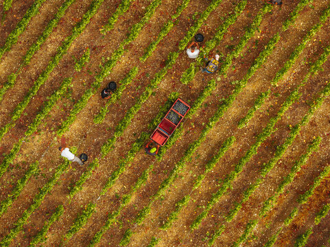 Aerial view of grape harvest season with workers picking grapes and placing them into a red cart in the vineyard in Barzy-sur-Marne, Hauts-de-France, France.