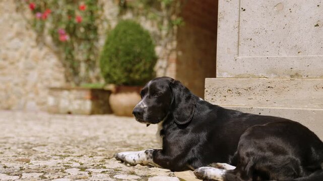 Black Dog Resting in Sunny Stone Courtyard Beside Potted Plants and Rustic Wall, Relaxed Pet Portrait in Umbria, Italy