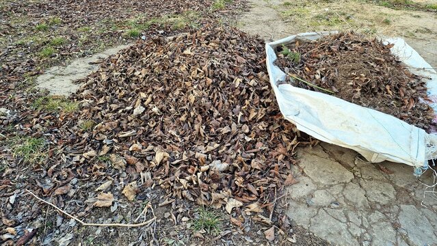 Large piles of autumn leaves. Clearing fallen autumn leaves in the garden.