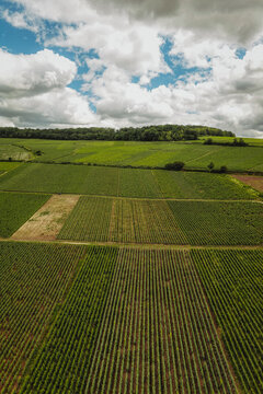 Aerial view of lush green vineyards stretching across the rolling hills of the countryside in Barzy-sur-Marne, Hauts-de-France, France.