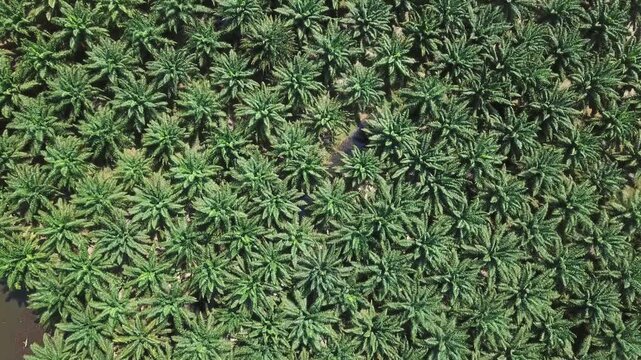Aerial view of a dense palm oil plantation with rows of lush green palm trees stretching across the landscape in Thailand.