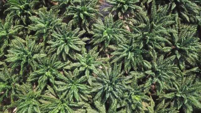 Aerial view of lush green palm oil trees in a plantation in Thailand.