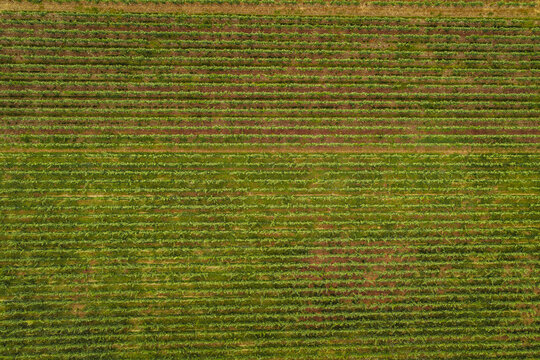Aerial view of rows of grapevines in a vineyard in Barzy-sur-Marne, Hauts-de-France, France.