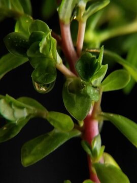 Wet portulaca oleracea plant covered in rain drops against dark background Vertical Video 3:4 rasio