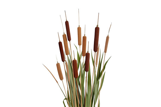 Tall natural cattail reed cluster
