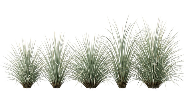 Conjunto de cinco touceiras de grama ornamental verde-acinzentada isoladas em fundo branco, perfeitas para projetos de paisagismo, design arquitet&ocirc;nico e composi&ccedil;&otilde;es digitais com vegeta&ccedil;&atilde;o realista.