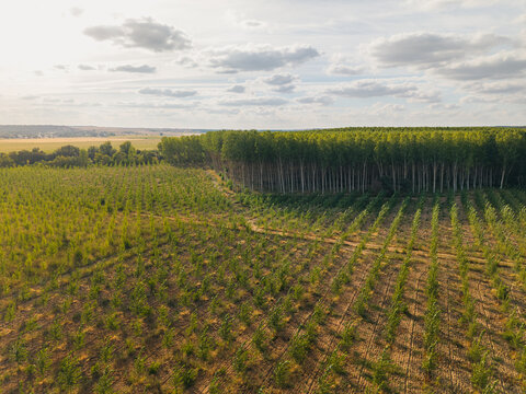 Aerial view of a managed forest plantation with rows of young trees and a dense mature forest under a cloudy sky in Villamayor, Castile and Leon, Spain.