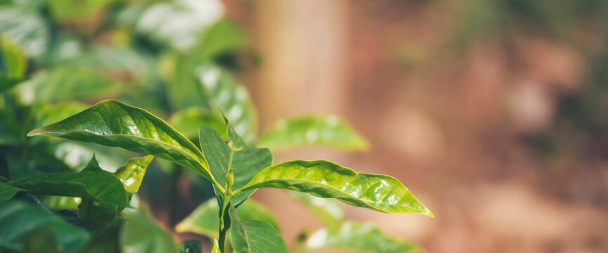 Agriculture Green coffee tree growing berry bean plant. Coffee t