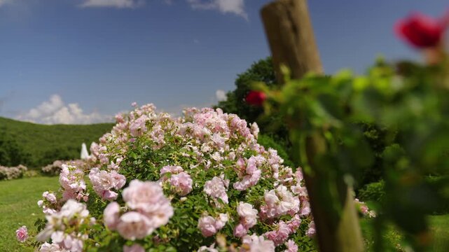 Sunny Countryside Garden With White Conservatory, Stone Villa And Blooming Roses in Amelia, Umbria, Italy