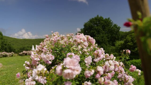 Sunny Countryside Garden With White Conservatory, Stone Villa And Blooming Roses in Amelia, Umbria, Italy