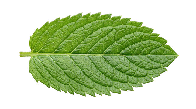 Fresh green mint leaf isolated on white background. Single organic peppermint leaf with detailed texture. Vibrant herbal leaf for culinary and wellness design.