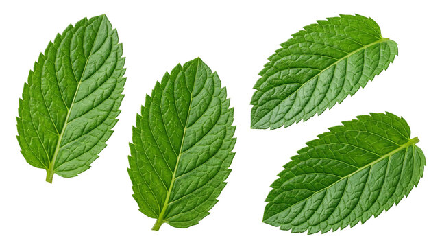 Fresh green mint leaves isolated on white background. Organic peppermint leaf set for culinary and herbal tea design. Vibrant spearmint foliage.