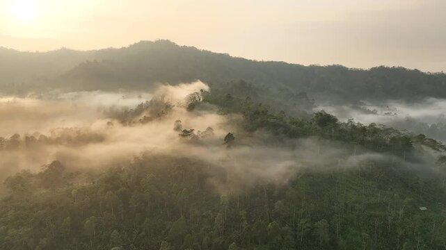 Aerial view of lush forested hills covered in morning mist during golden hour in Pasuruan, East Java, Indonesia.