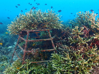 Healthy transplant coral in coral garden or coral nursery at Terengganu Island, Malaysia  © MuhammadHamizan