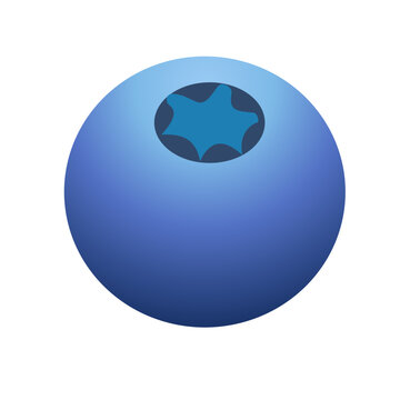 a fresh blueberry illustration