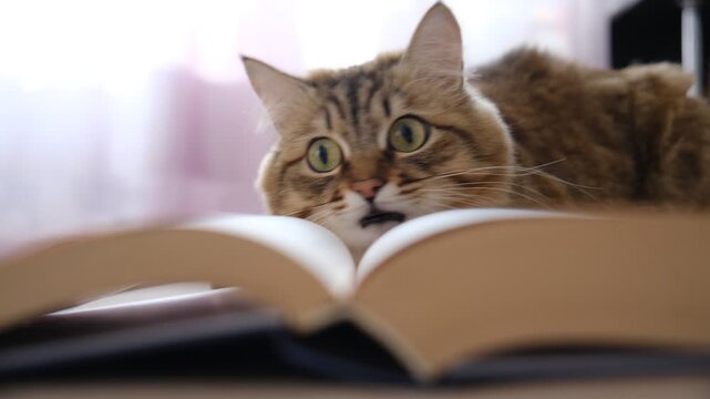 Playful mixed breed cat peeking behind the open book. Beloved pets. Watching curious cat investigate the something is quite amusing.