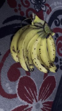 Bangladeshi Sagar variety ripe and delicious sweet banana