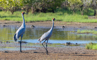 Fototapeta premium Two Brolga (Antigone rubicunda) at the edge of a water pond, around Yellow Water, Northern Territory, Australia
