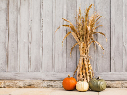 Dried cornstalk bundle with pumpkins against a rustic barn wall