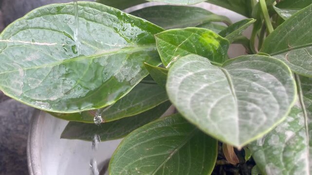 Cleaning Anthurium Jenmanii Tropical Plant with Running Water