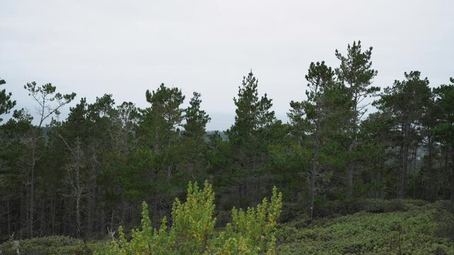 Forest with foggy skies