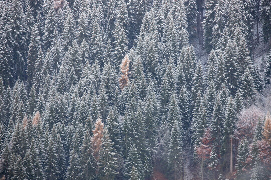 View of a dense forest of snow-dusted pine trees and golden larch trees in the Dolomites, Veneto, Italy.