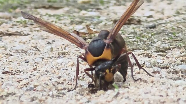 
​Marvelous Nature Architect! Front View of Potter Wasp Making a Mud Ball 4K HD

