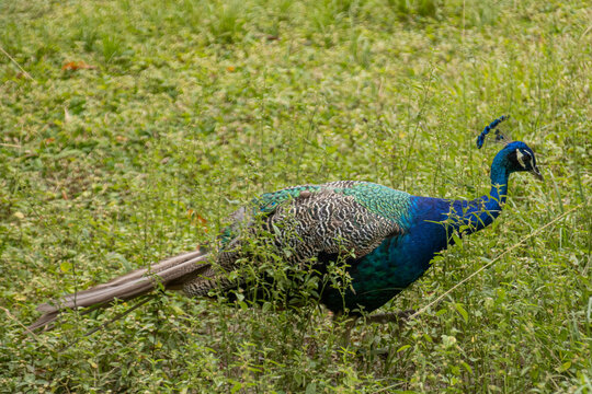 Parque Generalisimo Francisco de Miranda (Parque del Este) Caracas - Pavo Real