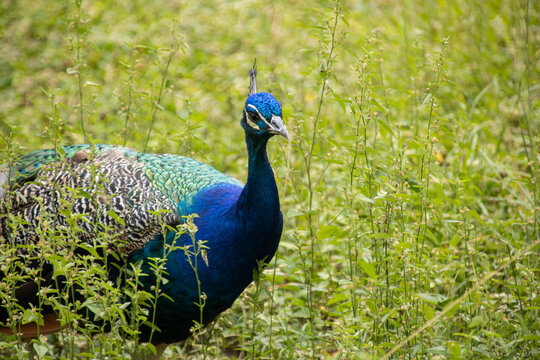 Parque Generalisimo Francisco de Miranda (Parque del Este) Caracas - Pavo Real