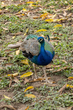 Parque Generalisimo Francisco de Miranda (Parque del Este) Caracas - Pavo Real