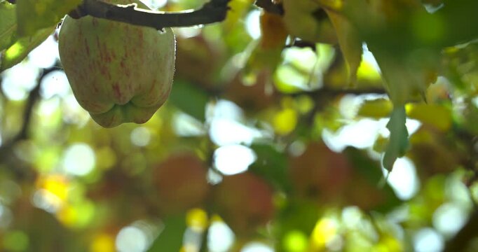 Annapurna Circuit, Mustang, Nepal, close-up shot focusing on a group of fresh apples growing on a tree branch with blurred orchard foliage in the background.