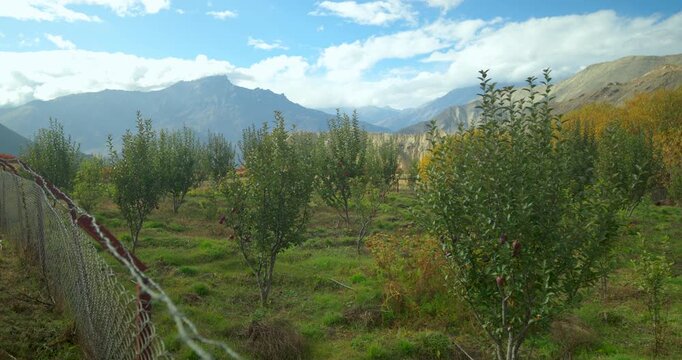 Annapurna Circuit, Mustang, Nepal, a fenced apple orchard in a mountain valley beneath cloudy blue skies.