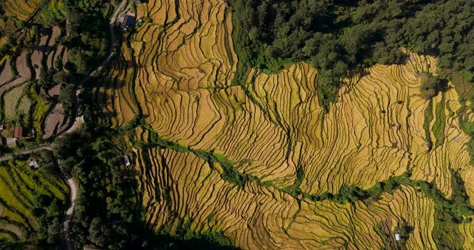 Annapurna region, Nepal, drone sweeping across expansive golden terraced grain fields and lush green forest borders.