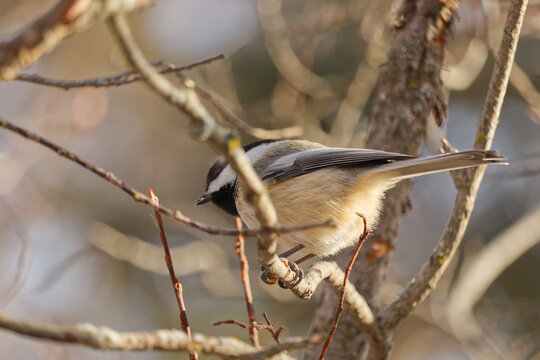 Close up of a Black-capped Chickadee