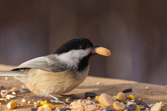 Close up of a Black-capped Chickadee