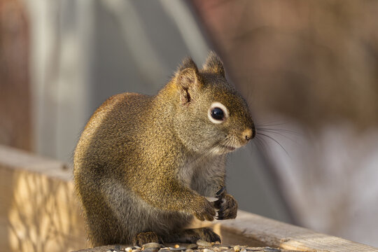 A Red Squirrel at a Park