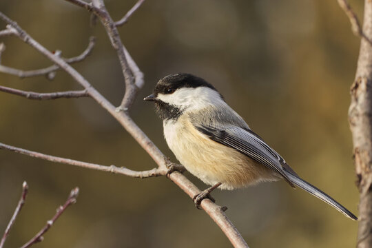 Close up of a Black-capped Chickadee