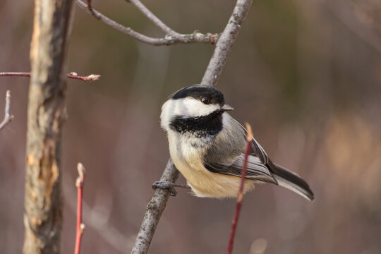 Close up of a Black-capped Chickadee