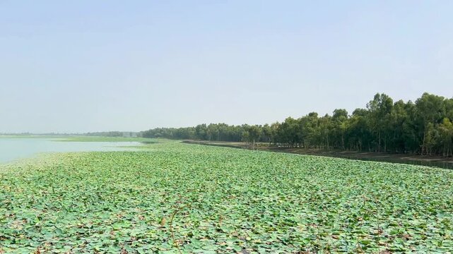 A wide view of a tranquil water lake, with nearly half of its surface naturally covered by dense clusters of vibrant green floating aquatic leaves. 4k video