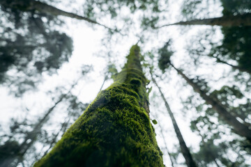 Naklejka premium Low angle view looking up a tall mossy tree trunk with ferns in a misty rainforest.